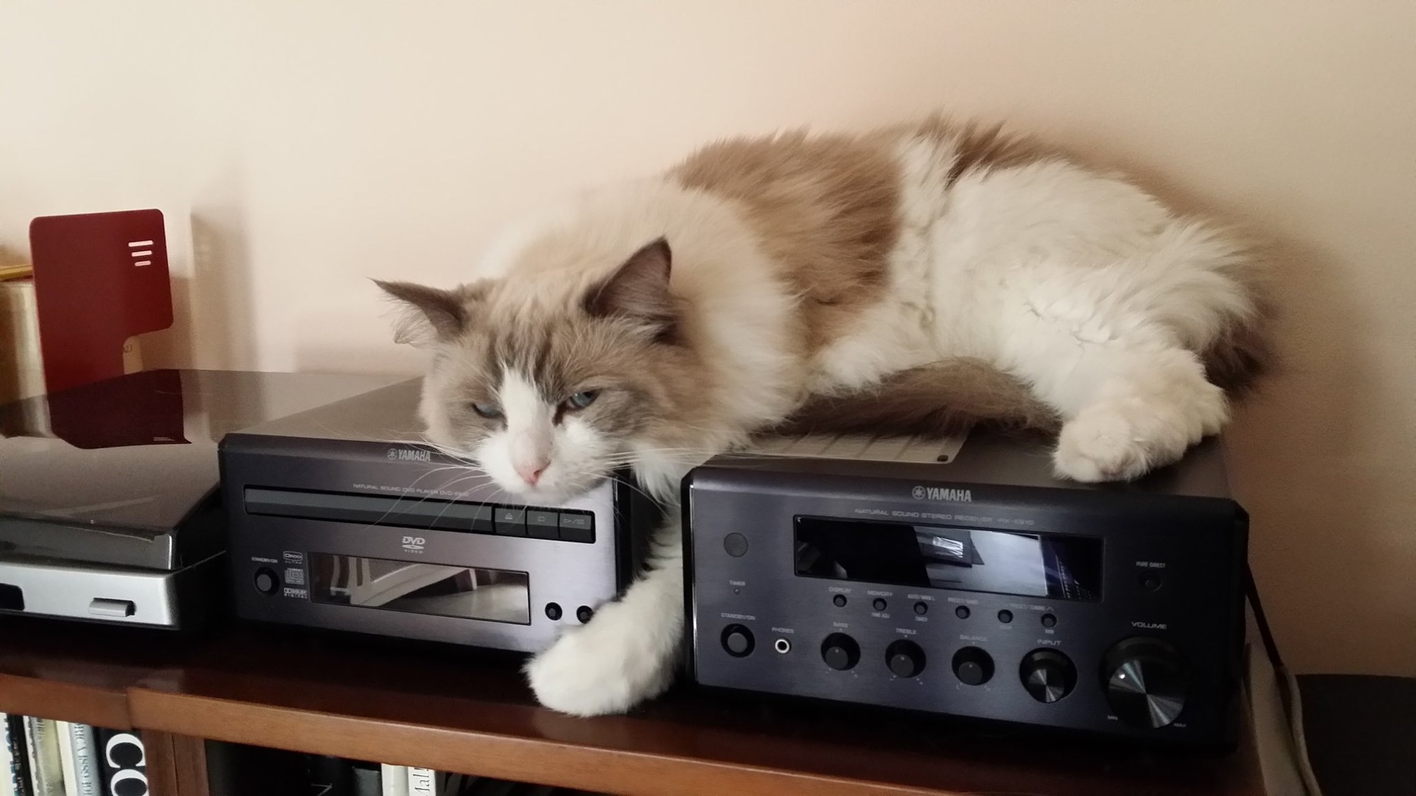 La gatta amante delle musica