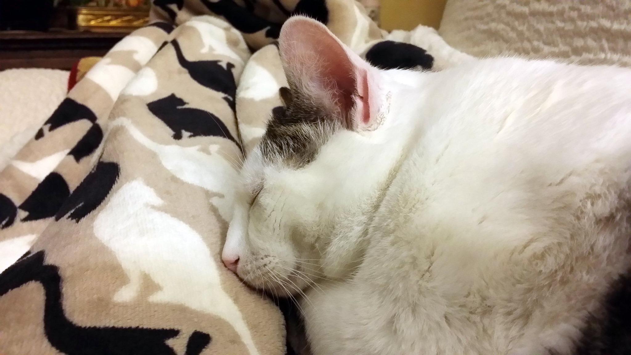 Il gatto fortunato