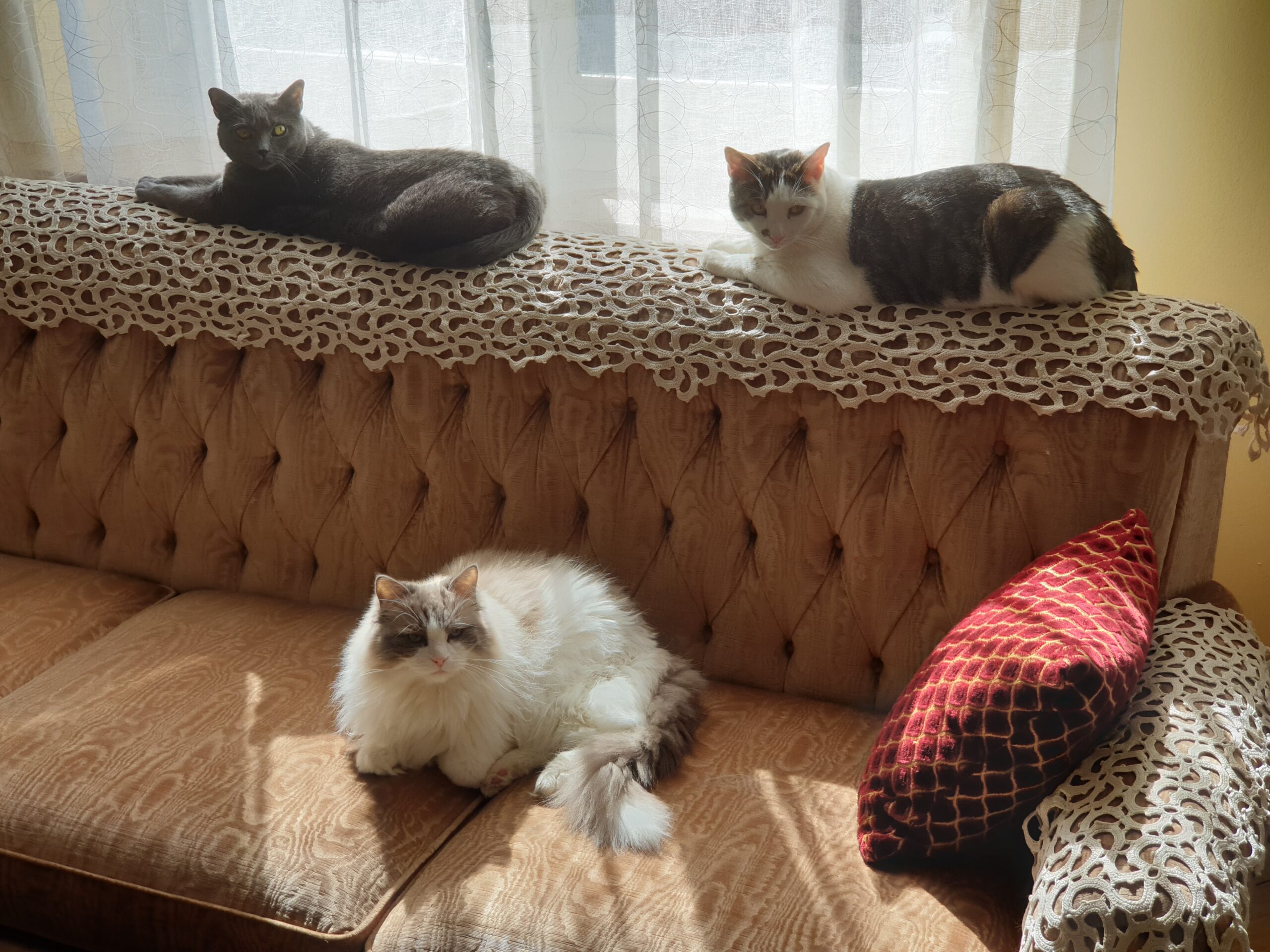 Gatti: I piccoli maestri della Mindfulness