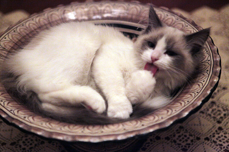 Gatti Domestici: Piccoli Architetti di Serenità