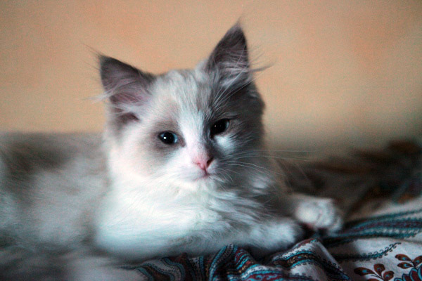 Gatti e Segreti: Cosa si nasconde dietro quel misterioso sguardo?